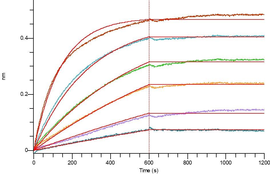 Biotinylated Human Siglec-10 (C-Fc-Avi)