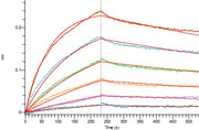 Biotinylated Human IL-17A&17F (C-Avi-6His)