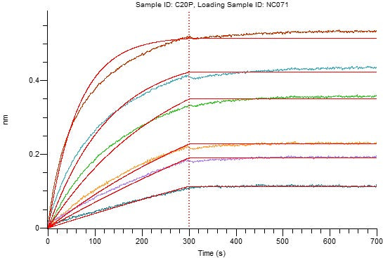 Recombinant Human CD20 (C-6His-Flag)