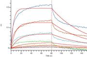 Recombinant Human HER3 (C-6His)