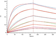 Recombinant Human HER3 (C-mFc)