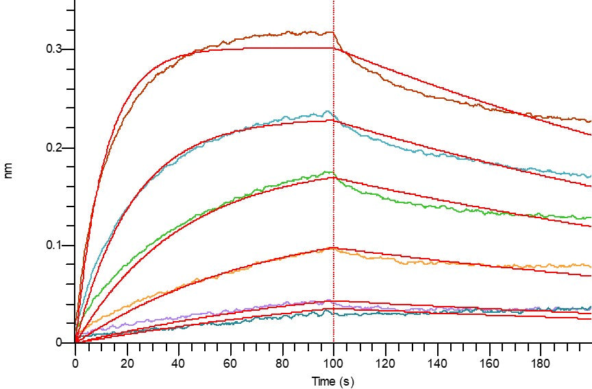 Recombinant Human HER3 (C-Fc)