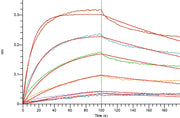 Recombinant Human HER3 (C-Fc)