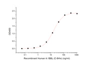 Recombinant Human 4-1BB (C-Fc)