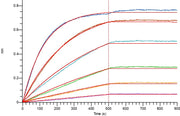 Biotinylated Human HER2 (C-Fc-Avi)