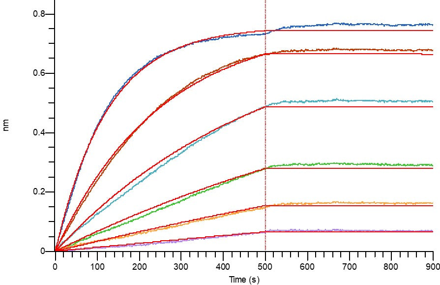 Biotinylated Human HER2 (C-Fc-Avi)