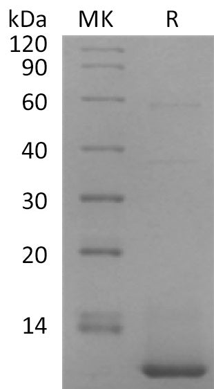 Recombinant Human CXCL5