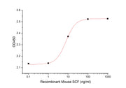 Recombinant Mouse SCF