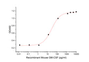 Recombinant Mouse GM-CSF
