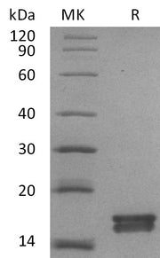 Recombinant Mouse Agr3 (C-6His)