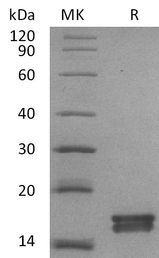 Recombinant Mouse Agr3 (C-6His)