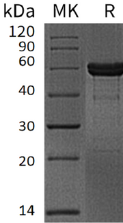 Recombinant Human MMP-3 (C-6His)