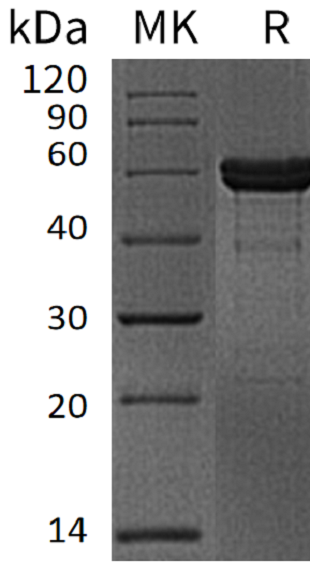 Recombinant Human MMP-3 (C-6His)