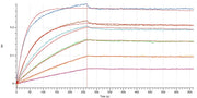 Recombinant Human BAFFR (C-Fc)