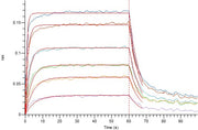 Recombinant Human IL-2RB (C-6His)