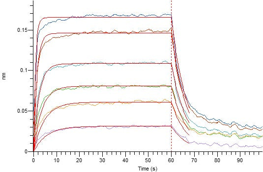 Recombinant Human IL-2RB (C-6His)