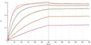 Recombinant Mouse PD-L1 (C-6His)