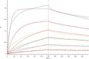 Recombinant Human IL-23R (C-Fc)