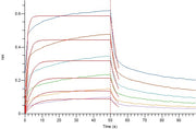 Recombinant Human CD32a (H167, C-6His)