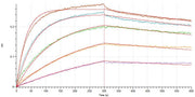 Recombinant Rat PD-L1 (C-6His)