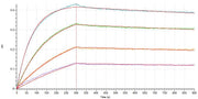 Biotinylated Human Siglec-15 (C-Fc-Avi)