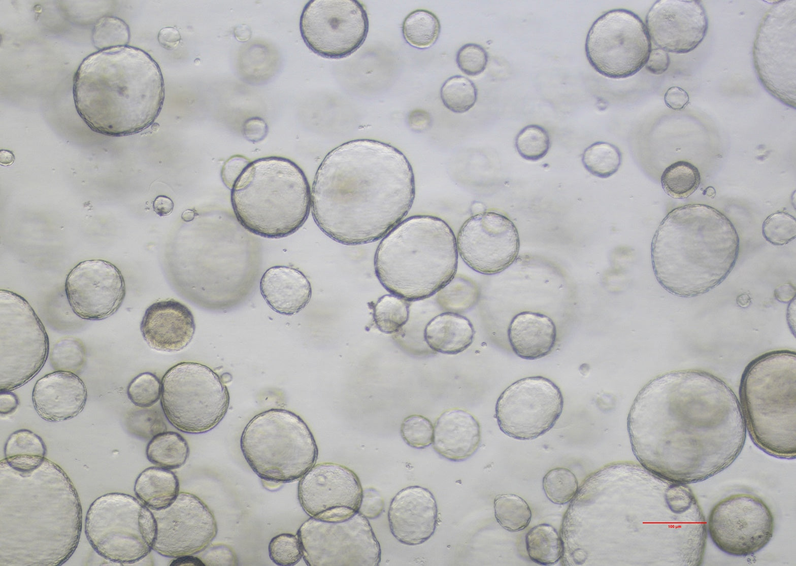 Recombinant Mouse EGF (C-6His)