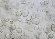 Recombinant Mouse EGF (C-6His)