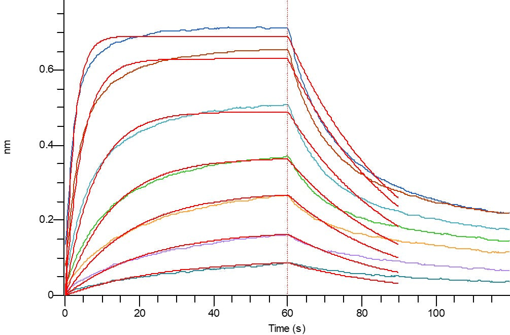 Recombinant Human B7-1 (C-6His)