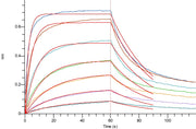 Recombinant Human B7-1 (C-6His)