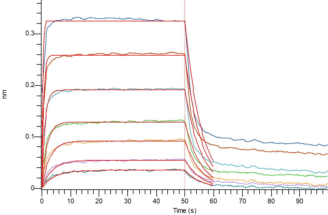 Biotinylated Human B7-2 (C-Avi-6His)