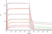 Biotinylated Human B7-2 (C-Avi-6His)