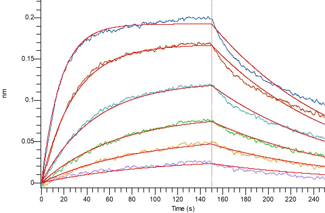 Recombinant Mouse B7-2 (C-6His)