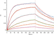 Recombinant Mouse B7-2 (C-6His)