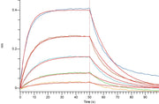 Recombinant Cynomolgus B7-1 (C-6His)