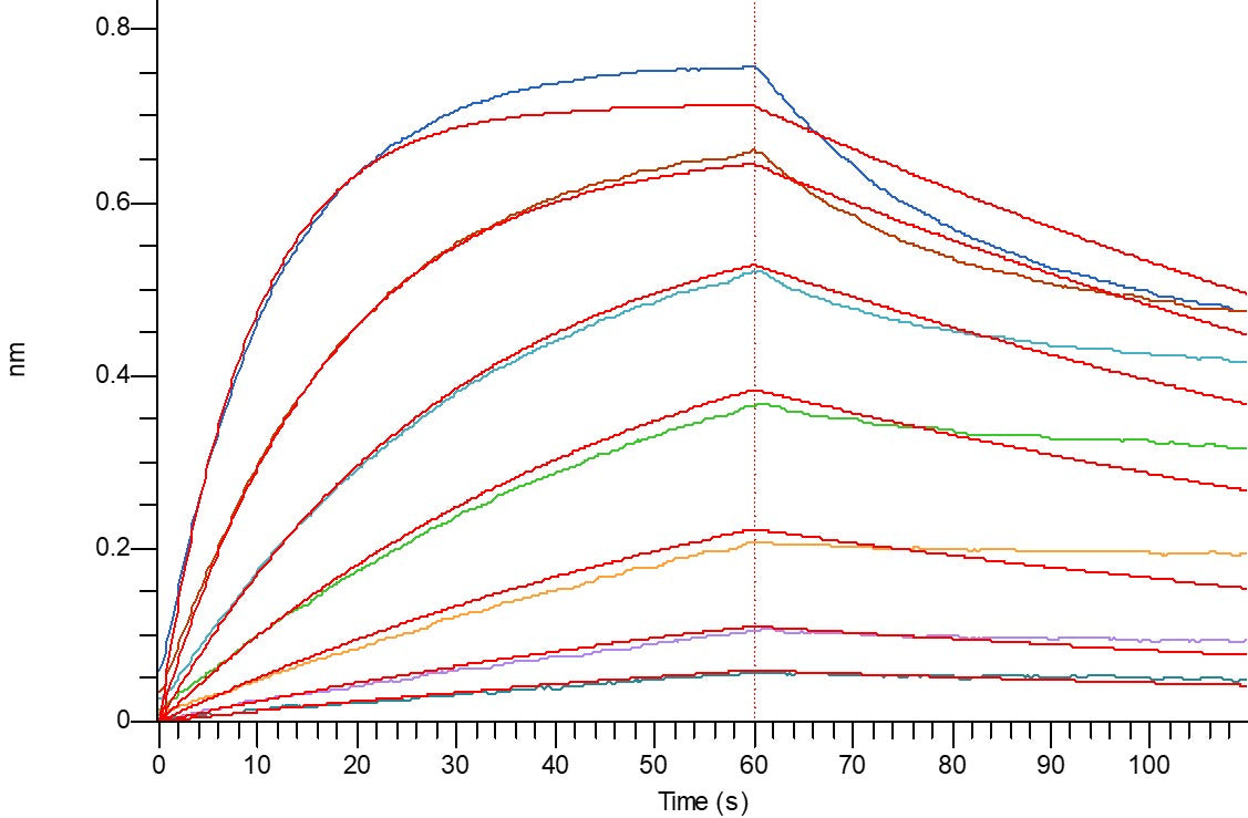 Recombinant Rat B7-1 (C-6His)