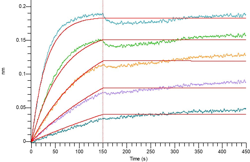 Recombinant Human RANK L