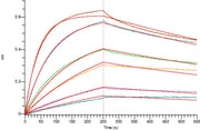 Recombinant Human CD79B (C-Fc)
