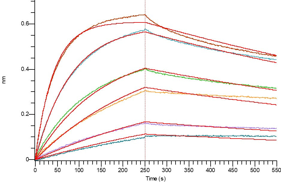 Recombinant Human CD79B (C-Fc)