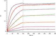 Recombinant Human IL-10RA (C-6His)