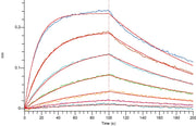 Recombinant Human NKG2D (N-Fc)