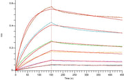Recombinant Human GPC3 (C-Fc)