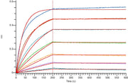 Recombinant Human FGFR2 beta IIIb (C-Fc)