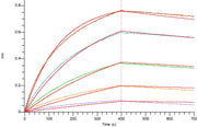 Recombinant Human TSLPR&IL-7RA Heterodimer (C-6His)