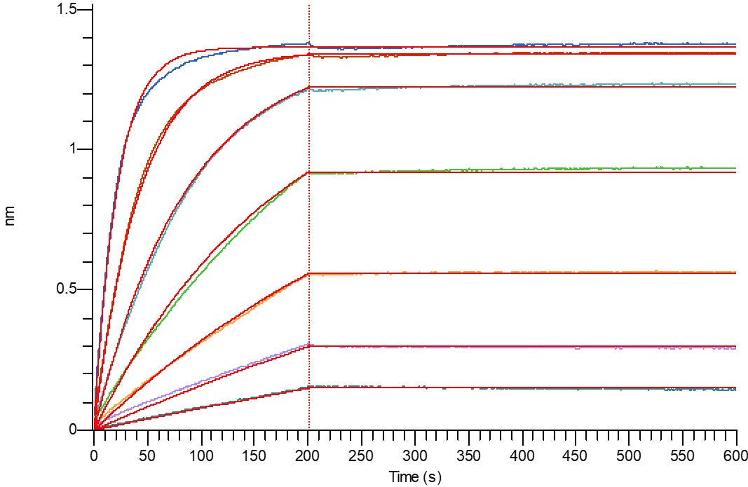 Biotinylated Human IgG1 Fc