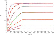 Biotinylated Human IgG1 Fc