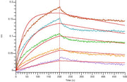 Recombinant Human Nectin-4 (C-mFc)