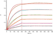 Recombinant Human AXL (C-Fc)