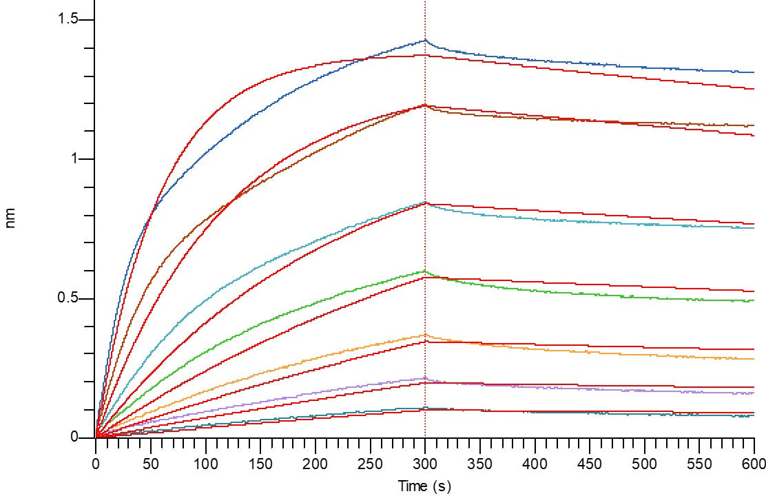 Recombinant Human TNF RII (C-mFc)