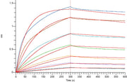 Recombinant Human TNF RII (C-mFc)