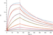 Recombinant Human ROR1 (C-6His)